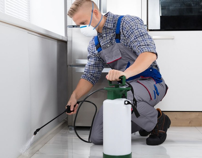 افضل شركه رش حشرات 